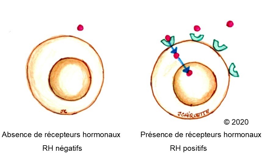 Récepteurs hormonaux et HER2